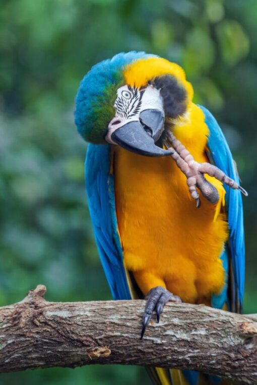 byg macaw2 600x900 1