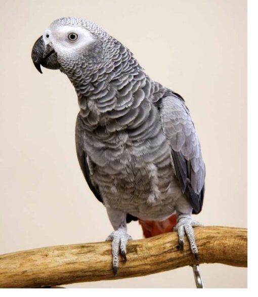 congo african grey parrot 600x690 1
