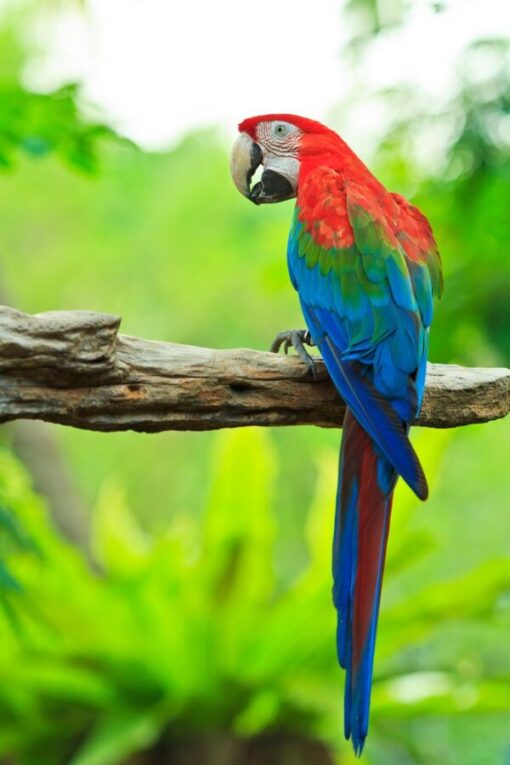 green winged macaw2 600x900 1