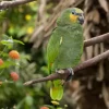 orange winged amazon parrot 1 600x402 1