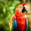 scarlet macaw 600x395 1