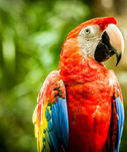 scarlet macaw 600x395 1